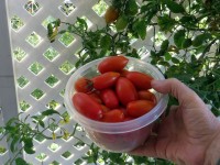 Over 4,300 tomatoes from one plant!