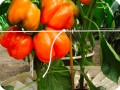 7 Orange bell pepper in Groasis Waterboxx