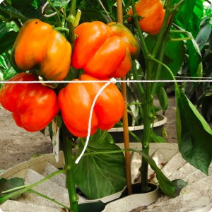 7 Orange bell pepper in Groasis Waterboxx
