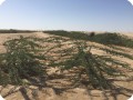 8 Ghaf tree  Prosopis cineraria  two years after planting planted with the Groasis Technology