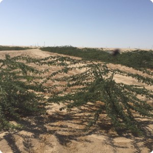 8 Ghaf tree  Prosopis cineraria  two years after planting planted with the Groasis Technology