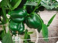 8 Green bell pepper in Groasis Waterboxx