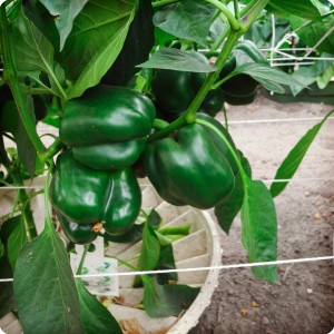 8 Green bell pepper in Groasis Waterboxx
