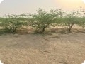 9 Ghaf tree  Prosopis cineraria  two years old in Kuwait Desert planted with the Groasis Technology V2