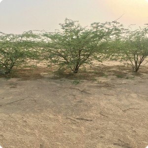 9 Ghaf tree  Prosopis cineraria  two years old in Kuwait Desert planted with the Groasis Technology V2