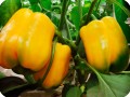 9 Yellow bell pepper in Groasis Waterboxx