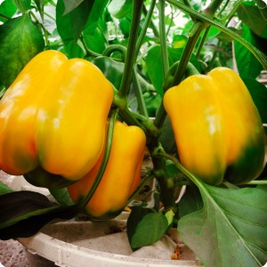 9 Yellow bell pepper in Groasis Waterboxx