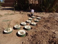 Planting in the Saharan Desert