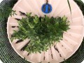 the Waterboxx plant cocoon   close u
