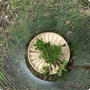 the waterboxx plant cocoon  protected against animals
