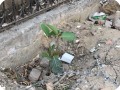 10 Growboxx plant cocoon in Gurgeon India along street planted in garbage dump