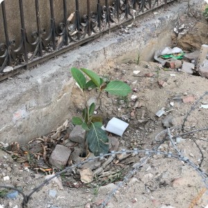 10 Growboxx plant cocoon in Gurgeon India along street planted in garbage dump