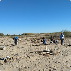 18 Growboxx plant cocoon plantation at Mexicali Mexico for Pronatura and SPA