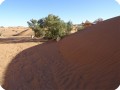 2. Walking sandunes of Le Petit Prince the dunes are  walking over  some of the trees