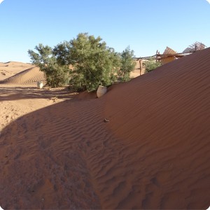 2. Walking sandunes of Le Petit Prince the dunes are  walking over  some of the trees