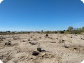 20 Growboxx plant cocoon plantation at Mexicali Mexico for Pronatura and SPA