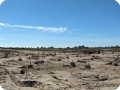 21 Growboxx plant cocoon plantation at Mexicali Mexico for Pronatura and SPA