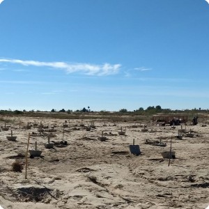 21 Growboxx plant cocoon plantation at Mexicali Mexico for Pronatura and SPA