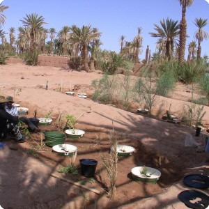 22. Wadi 4 after planting on April 18