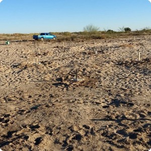 22 Growboxx plant cocoon plantation at Mexicali Mexico for Pronatura and SPA