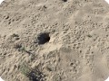 25 Trails of the hares infestation in Mexicali Mexico with Growboxx plant cocoon plantation
