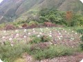 26. 20180410 More trees have been planted on this field in Hato Vito  Colombia