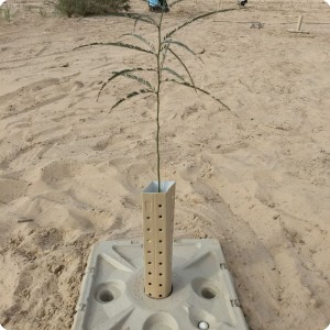 26 Fast growing Mezquite  var. Prosopis glandulosa  in Growboxx plant cocoon in Mexicali Mexico without using irrigation
