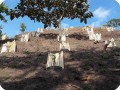 28. 20180327 YACUANAS BAJO   fences placed around trees to protect them against loose soil and rain