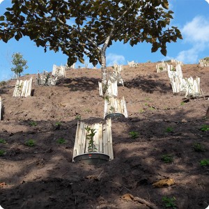 28. 20180327 YACUANAS BAJO   fences placed around trees to protect them against loose soil and rain