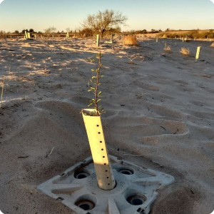 28 La Secretari  a de Proteccio  n al Ambiente del Estado de Baja California planta Mezquite con la tecnologia Groasis en Mexicali Mexico