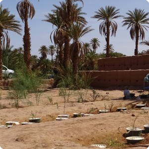 3. View over the 5 wadis   completely planted in April 18