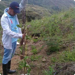 30. 20180425 Measurement of maracuya in Gonzalo s property