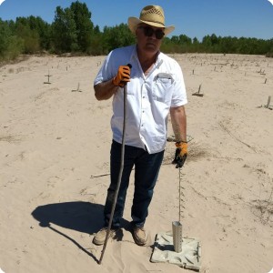 30 Project manager Ing. Jose   Gastellum of Groasis distributor Legado Verde Mexico checks the quality of the Mezquite  var. Prosopis glandulosa  in Mexicali Mexico