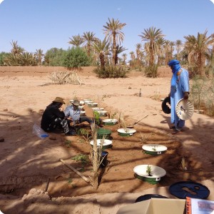 36. Planting in Zaouia on April 18