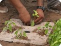 36  Plant the plants with their root tips in the water