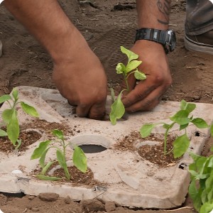 36  Plant the plants with their root tips in the water