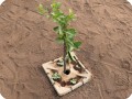 39 You can also plant vegetables in combination with a productive tree on the Growboxx plant cocoon