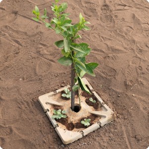 39 You can also plant vegetables in combination with a productive tree on the Growboxx plant cocoon