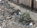 3 Growboxx plant cocoon in Gurgeon India along street planted in garbage dump