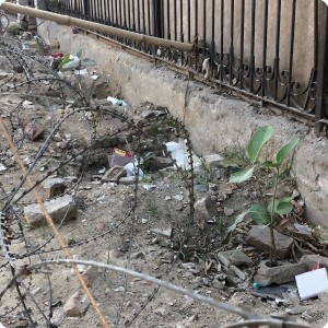 3 Growboxx plant cocoon in Gurgeon India along street planted in garbage dump