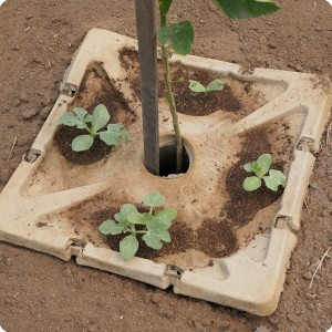40 Detail of plantation of vegetables with a productive tree on the Growboxx plant cocoon