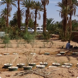 5. Wadi 4 and 5   completely planted in April 18