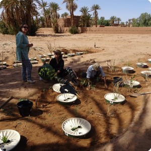7. Planting 14 Waterboxx plant cocoons for Groasis   the boxes have been donated