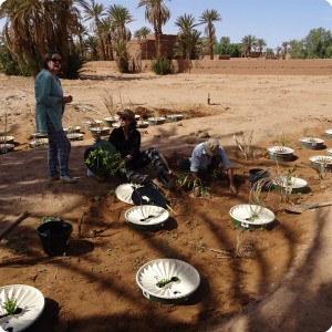 7. Planting 14 Waterboxx plant cocoons for Groasis   the boxes have been donated