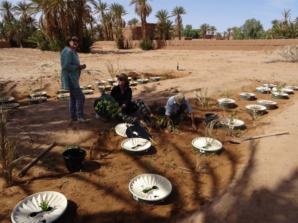 Sahara Roots Earth Day Activities - donated trees
