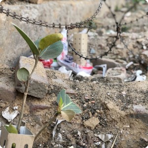 8 Growboxx plant cocoon in Gurgeon India along street planted in garbage dump