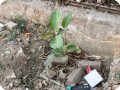 9 Growboxx plant cocoon in Gurgeon India along street planted in garbage dump