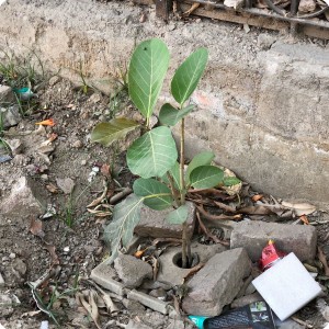 9 Growboxx plant cocoon in Gurgeon India along street planted in garbage dump