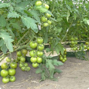 10 The tomato branches are directed very horizontal in order use all space and get as much light as possible