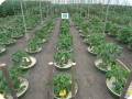 12 Paprika 6 weeks after planting 1 x 0.6 meter in row